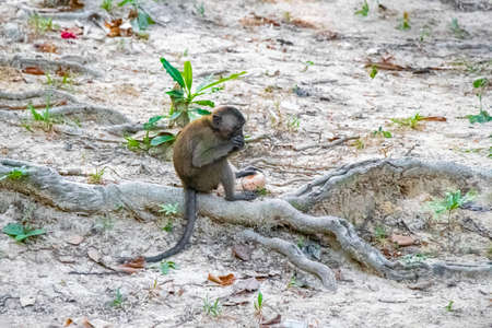 Macaque monkey in the tropical jungle forest and nature on Koh Phayam in Ranong Thailand.