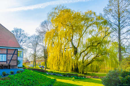 Majestic big old willow tree by the Bad Bederkesa Lake See on sunny day and natural landscape in Geestland Cuxhaven Lower Saxony Germany.の写真素材
