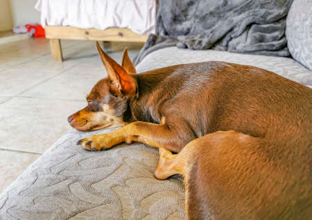 Mexican Chihuahua dog is tired and lies on a couch in a funny way in Playa del Carmen Mexico.の写真素材