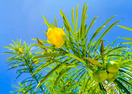 Yellow Oleander flower on tree with green leaves and blue sky in Playa del Carmen Mexico.の写真素材