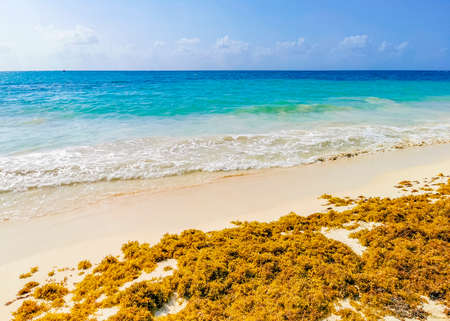 Red seaweed sargazo at tropical mexican beach 88 Punta Esmeralda in Playa del Carmen Mexico.の写真素材