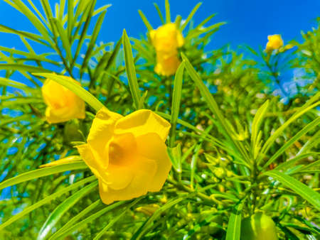 Yellow Oleander flower on tree with green leaves and blue sky in Playa del Carmen Mexico.の写真素材