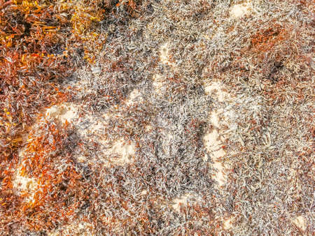 Red seaweed sargazo texture at tropical mexican beach 88 Punta Esmeralda in Playa del Carmen Mexico.の写真素材