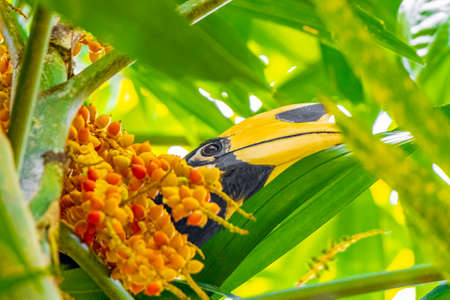 Great Indian Hornbill bird with big yellow beak bill in the tropical jungle on Koh Phayam Ranong Thailand.の写真素材
