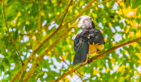 Great Indian Hornbill bird with big yellow beak bill in the tropical jungle on Koh Phayam Ranong...