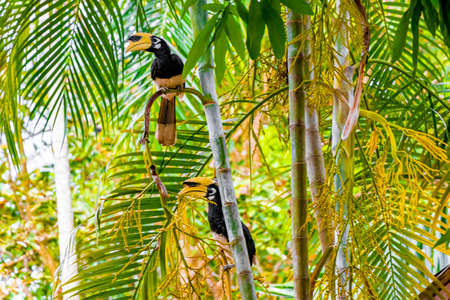 Great Indian Hornbill bird with big yellow beak bill in the tropical jungle on Koh Phayam Ranong Thailand.の写真素材