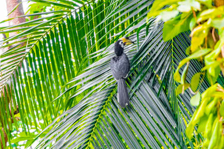 Great Indian Hornbill bird with big yellow beak bill in the tropical jungle on Koh Phayam Ranong Thailand.の写真素材