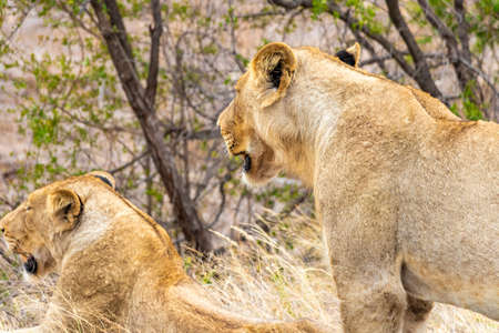 Lions relax in the Kruger National Park in South Africa at safari in Mpumalanga.の写真素材