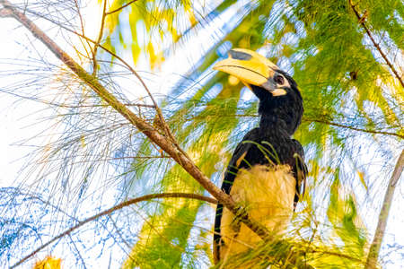 Great Indian Hornbill bird with big yellow beak bill and blue sky background in the tropical jungle on Koh Phayam Ranong Thailand.の写真素材