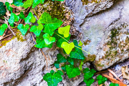 Climbing ivy plant with green leaves in the forest of Rodini Park on Rhodes island in Greece.の写真素材