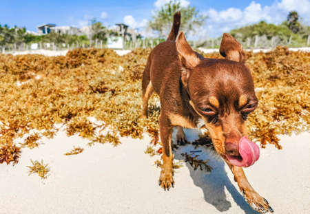 Mexican brown Chihuahua dog is playing on the beach in Playa del Carmen Mexico.の写真素材