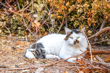 Stray cat with green eyes chills relaxes in the nature on Rhodes island in Greece.