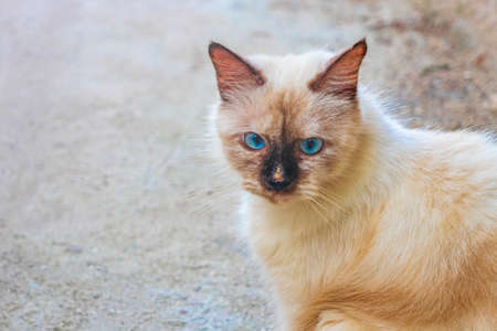Fluffy cute white gray cat with bright blue eyes on Rasdhoo Atoll island Maldives.の写真素材