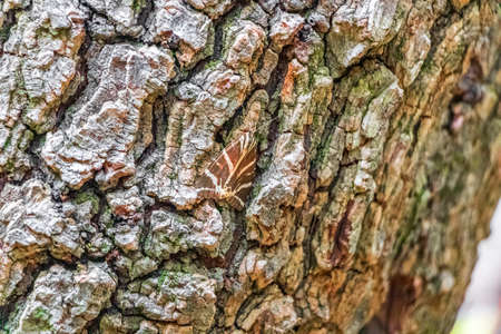 Russian bear butterfly in the beautiful nature of Butterflies Butterfly Valley Park on Rhodes in Greece.の写真素材