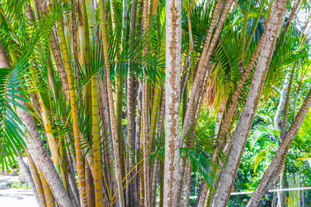 Green yellow bamboo and palm trees in tropical park on Corcovado Alto da Boa Vista Rio de Janeiro Brazil.の写真素材