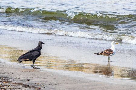 Tropical Black Vulture Coragyps atratus brasiliensis and a seagull on the Botafogo Beach sand in Rio...