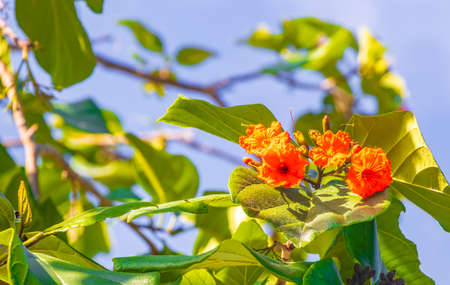 Kou Cordia subcordata flowering tree with orange flowers beach cordia sea trumpet with green leaves...