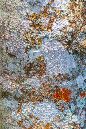 Tropical tree bark texture with colorful green orange red and black moss and lichen in Rio de...