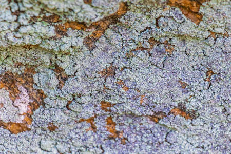Stone rock texture with colorful green orange red and black moss and lichen in Rio de Janeiro Brazil.の写真素材