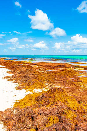 A lot of very disgusting red seaweed sargazo at tropical mexican beach Punta Esmeralda in Playa del...