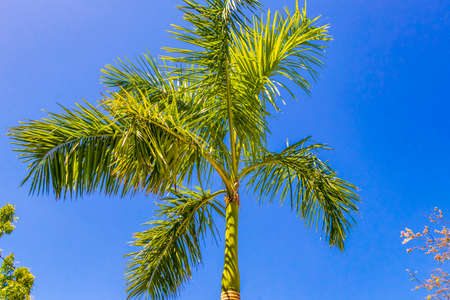 Tropical natural mexican palm tree with blue sky background at Punta Esmeralda in Playa del Carmen...