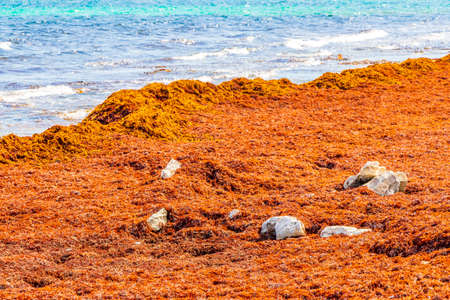 A lot of very disgusting red seaweed sargazo at tropical mexican beach Punta Esmeralda in Playa del Carmen Mexico.の写真素材