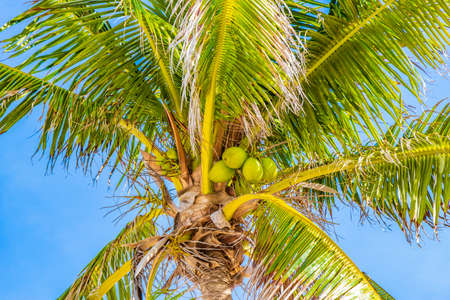 Tropical natural mexican palm tree with coconuts and blue sky background at Punta Esmeralda in Playa...
