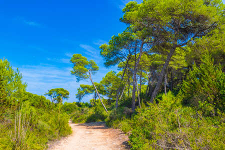 Walkway and trekking path thru natural coastal and forest landscape panorama in Can Picafort on Balearic island Mallorca in Spain.の写真素材