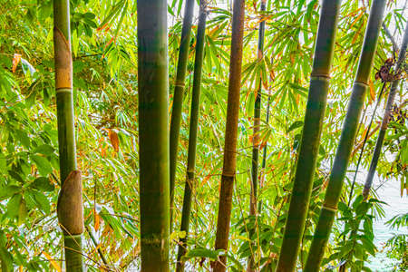 Green yellow bamboo trees in the tropical jungle forest with leafs in Lam ru Lamru National Park in Khao Lak Khuekkhak Takua Pa Phang-nga Thailand.の写真素材
