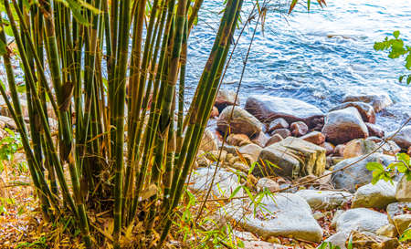 Green yellow bamboo trees in the tropical jungle forest with leafs in Lam ru Lamru National Park in Khao Lak Khuekkhak Takua Pa Phang-nga Thailand.の写真素材