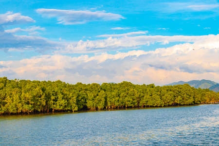 Tropical Paradise mangrove forest trees and landscape panorama view Bang Rin Ranong Thailand.の写真素材
