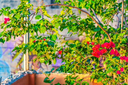 Bougainvillea pink flowers and blossoms with palm trees in background in Playa del Carmen Mexico.の写真素材