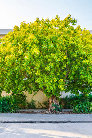Big huge tropical tree in natural pedestrian walkways of Playa del Carmen in Mexico.