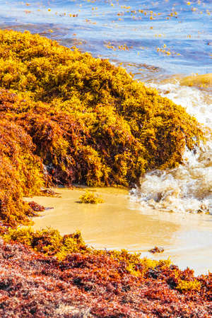A lot of very disgusting red seaweed sargazo at tropical mexican beach in Playa del Carmen Mexico.の写真素材