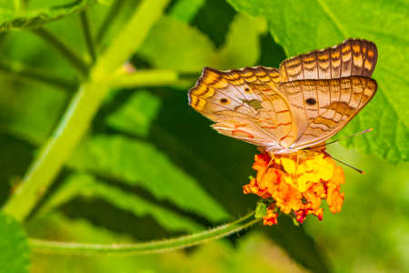 Tropical mexican butterfly is sitting on a yellow orange flower plant in the forest and nature in...