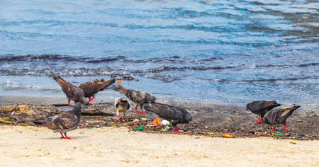 Pigeons birds eat from stranded washed up garbage pollution on the Botafogo Beach sand in Rio de Janeiro Brazil.の写真素材