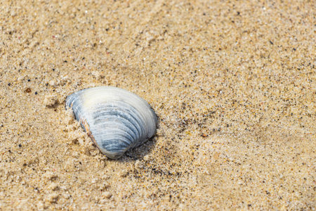 Beautiful mussels shells on the beach sand in Botafogo Beach Rio de Janeiro Brazil.