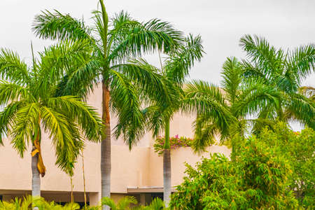 Tropical natural mexican palm trees with gray cloudy sky background at Punta Esmeralda in Playa del Carmen Mexico.の写真素材