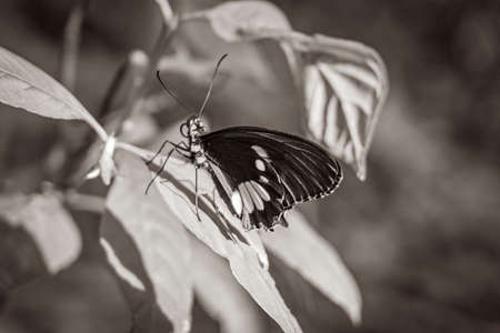 Black and white picture of a noble tropical butterfly on green nature background on big tropical...