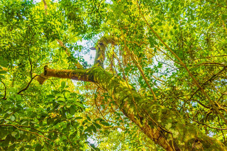 Tropical natural jungle forest with big trees hiking trail and path to Praia Lopes Mendes on the big tropical island Ilha Grande in Angra dos Reis Rio de Janeiro Brazil.の写真素材