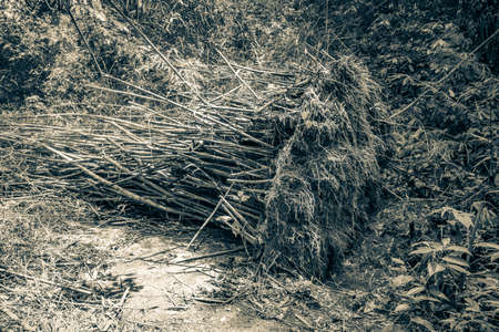 Black and white picture of the tropical natural jungle forest with overturned uprooted bamboo trees at hiking trail path on the big tropical island Ilha Grande in Angra dos Reis Rio de Janeiro Brazil.の写真素材