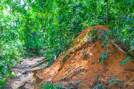 Tropical natural jungle forest with ant and termite mound at hiking trail and path to Praia Lopes Mendes on the big tropical island Ilha Grande in Angra dos Reis Rio de Janeiro Brazil.の写真素材