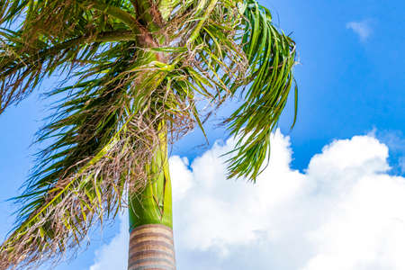 Tropical natural mexican palm trees with blue sky background at Puerto Aventuras in Quintana Roo Mexico.の写真素材