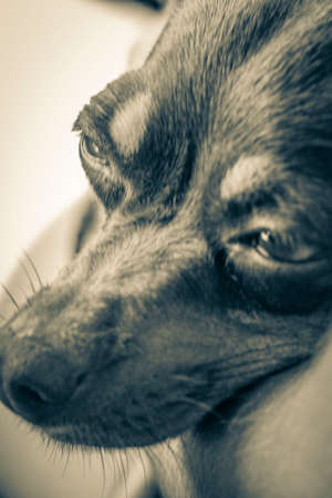 Black and white picture of a mexican brown russian toy terrier dog while he is tired and sleeps in the car in Akumal Quintana Roo Mexico.の写真素材