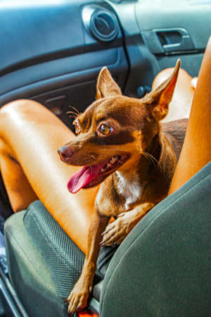Very happy and cheerful mexican brown russian toy terrier dog on the lap in the car in Tulum Quintana Roo Mexico.の写真素材