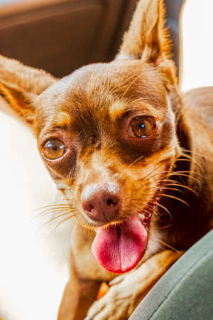 Very happy and cheerful mexican brown russian toy terrier dog on the lap in the car in Tulum Quintana Roo Mexico.の写真素材