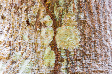 Tropical tree bark texture with colorful green and yellow moss and lichen at the ancient Mayan...