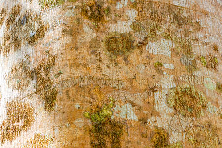 Tropical tree bark texture with colorful green orange red and black moss and lichen at the ancient...