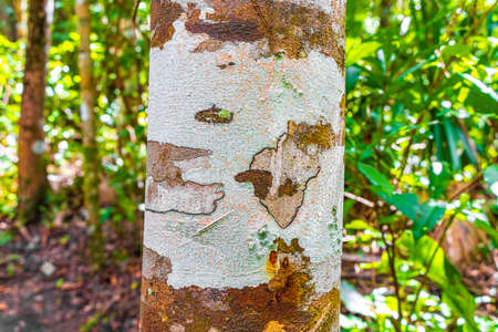 Tropical tree bark texture with colorful green orange red and black moss and lichen at the ancient...
