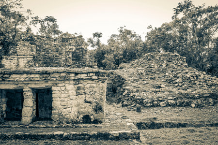 Old black and white picture of the ancient Mayan site with temple ruins pyramids and artifacts in the tropical natural jungle forest palm trees and walking trails Muyil Chunyaxche Quintana Roo Mexico.の写真素材